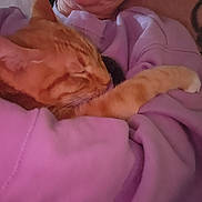 Fred is registered to the contest to win money with this photo: cat, orange_tabby, person, purple_sweatshirt, arm, indoor, cozy, pet, sleeping_cat, comfort, cuddle, feline, mammal, domestic_animal, resting, warm, close_up, cute, relaxation, affection