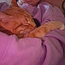 cat, orange_tabby, person, purple_sweatshirt, arm, indoor, cozy, pet, sleeping_cat, comfort, cuddle, feline, mammal, domestic_animal, resting, warm, close_up, cute, relaxation, affection