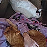 Fred joined the competition — help win amazing prizes! cat, cats, ginger_cat, white_cat, black_patches, blanket, purple_blanket, cat_pattern, couch, brown_couch, hand, person, relaxing, indoor, cozy, pet, feline, resting, comfort, home