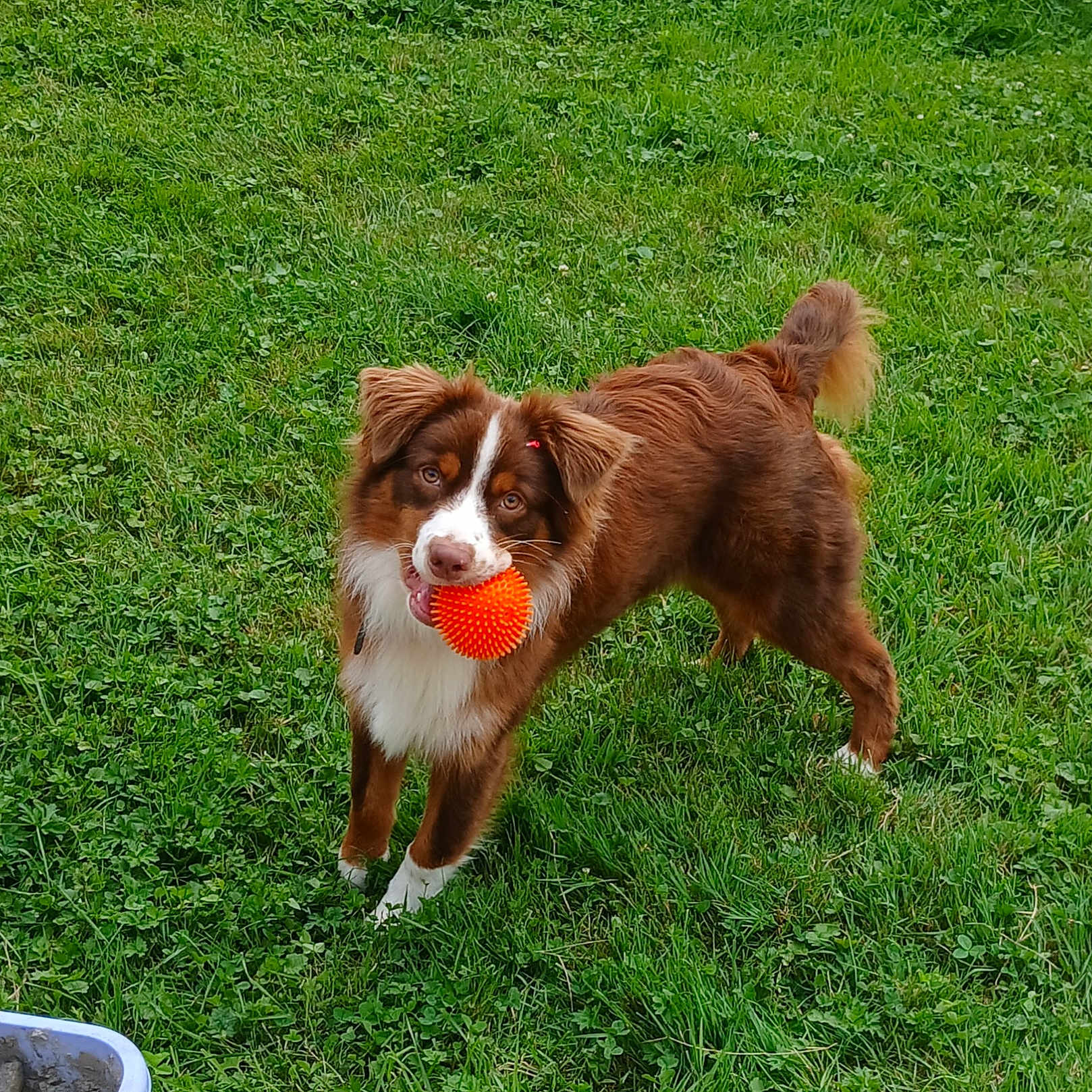 Ulysse a rejoint le concours — aidez-le/la à gagner de superbes lots ! accessories, animal, ball, canine, collie, dog, field, grass, grassland, lawn, nature, outdoors, pet, plant, puppy, sphere, sport, summer, tennis, tennisball