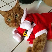 Lynk participe au concours pour gagner de l'argent avec cette photo : cat, orange_cat, santa_costume, christmas, pet, animal, furry, whiskers, green_eyes, portrait, indoor, tile_floor, lying_down, costume, red_clothing, white_trim, holiday, festive, photography, close_up
