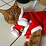 cat, orange_cat, santa_costume, christmas, pet, animal, furry, whiskers, green_eyes, portrait, indoor, tile_floor, lying_down, costume, red_clothing, white_trim, holiday, festive, photography, close_up