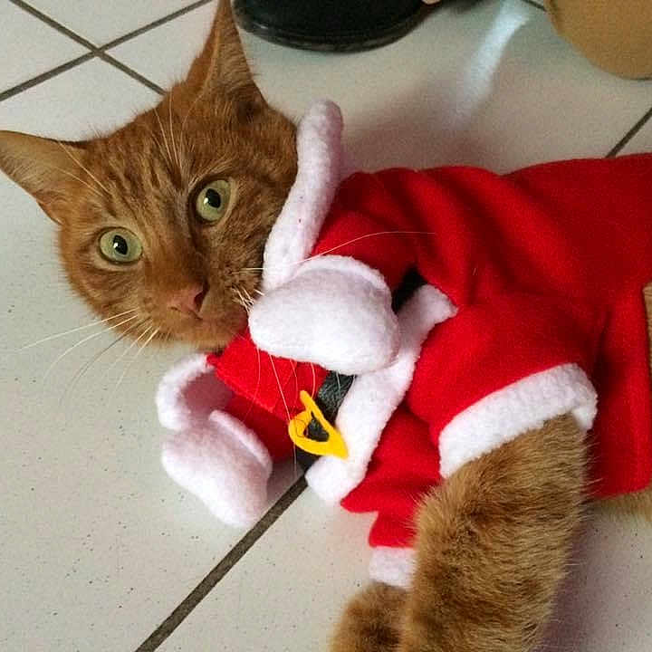 Lynk participe au concours pour gagner de l'argent avec cette photo : cat, orange_cat, santa_costume, christmas, pet, animal, furry, whiskers, green_eyes, portrait, indoor, tile_floor, lying_down, costume, red_clothing, white_trim, holiday, festive, photography, close_up