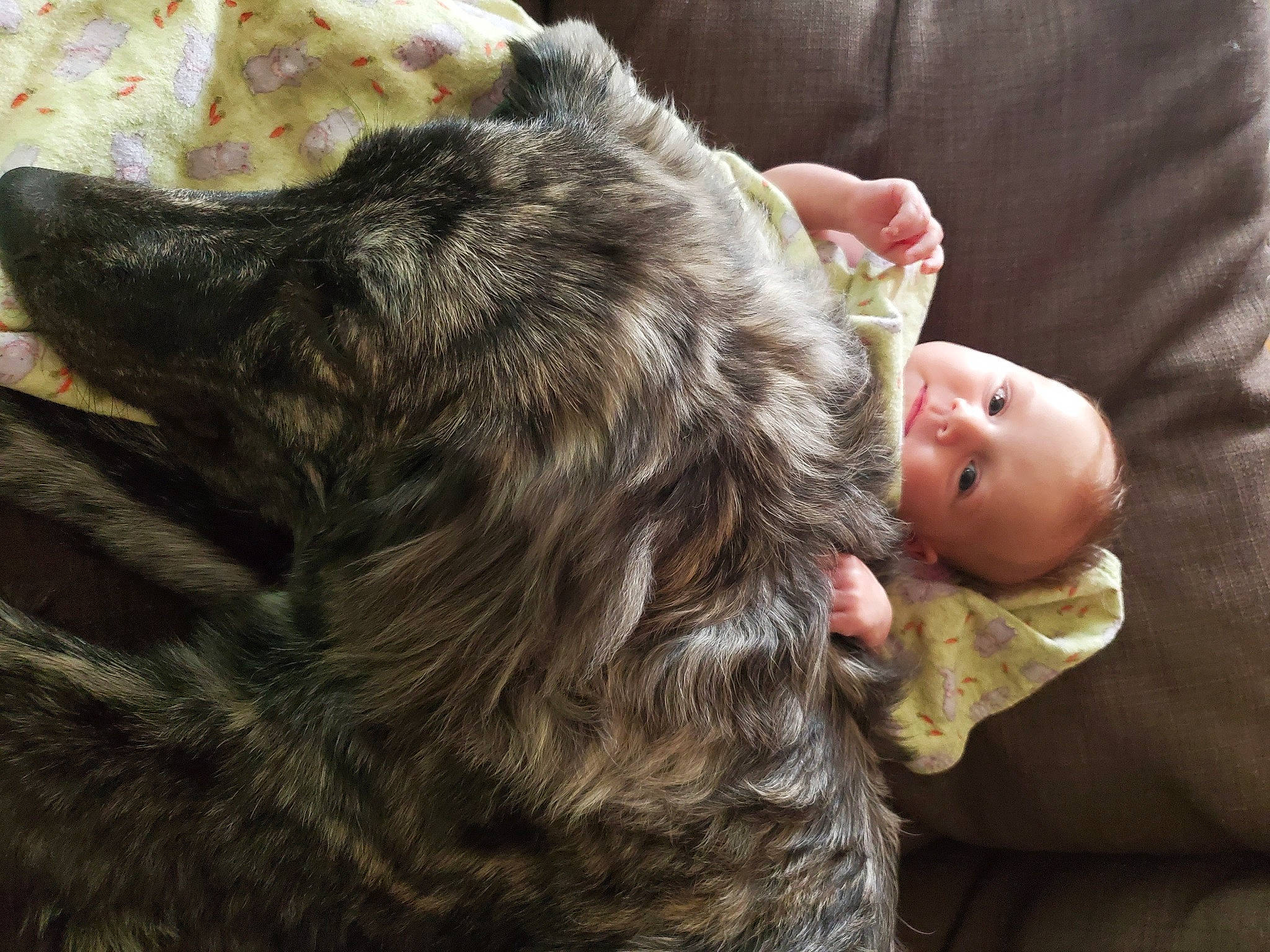 Olive is registered to the contest to win money with this photo: carnivore, comfort, companion_dog, dog_breed, ear, eye, felidae, fur, gesture, happy, lap, liver, mammal, nose, person, small_to_medium_sized_cats, snout, sporting_group, toddler, vertebrate