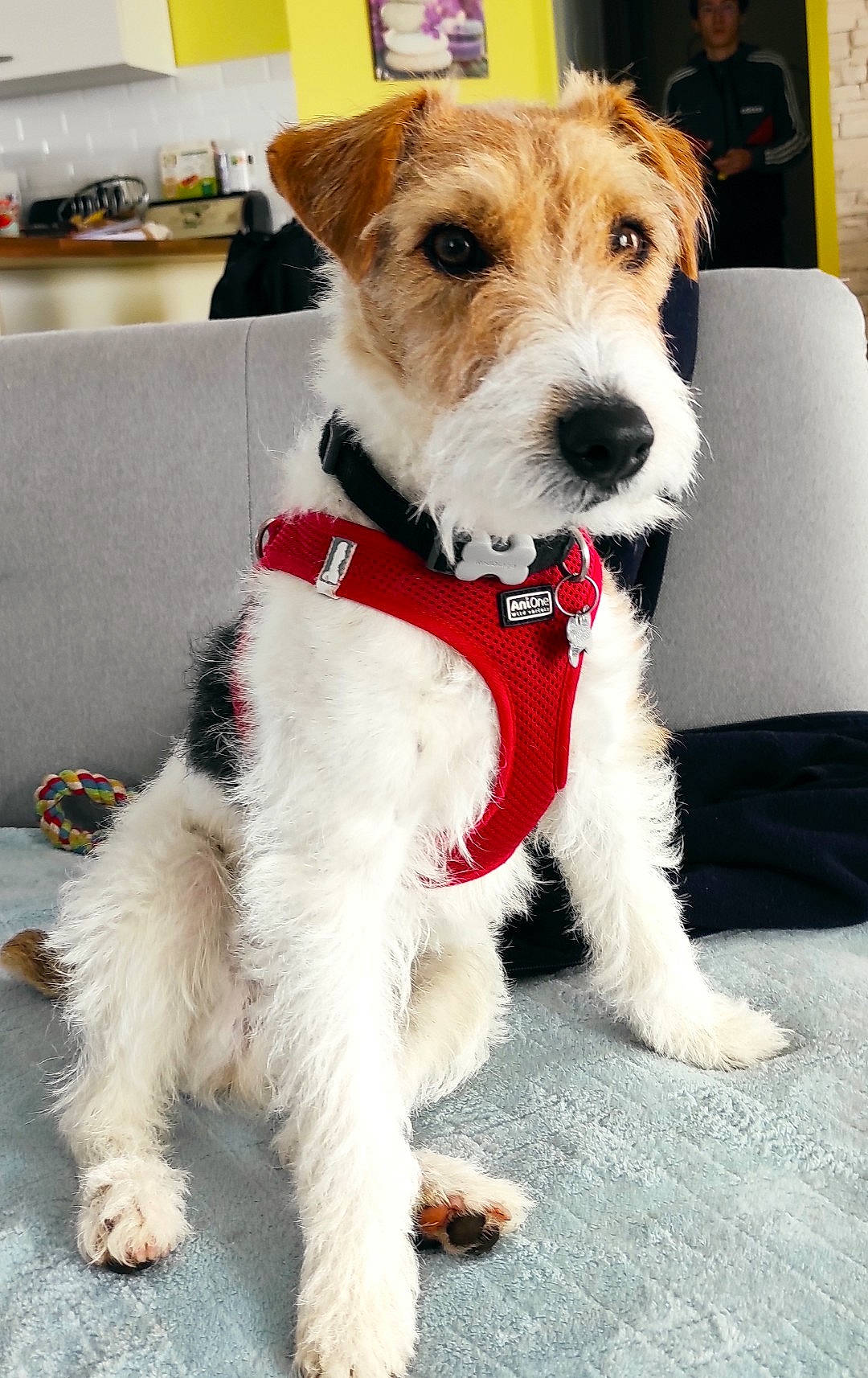 Rock a rejoint le concours — aidez-le/la à gagner de superbes lots ! canidae, carnivore, collar, companion_dog, dog, dog_breed, dog_clothes, dog_collar, dog_supply, fashion_accessory, fawn, fur, leash, pet_supply, small_terrier, snout, sporting_group, standard_schnauzer, terrier, wire_hair_fox_terrier