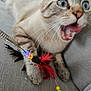 active, animal, blue_eyes, cat, close_up, couch, curious, domestic_cat, feather_toy, feline, fun, gray_furniture, indoor, paw, pet, pet_play, playful, tongue_out, toy, whiskers