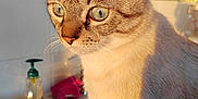 Tiboo participe au concours pour gagner de l'argent avec cette photo : animal, blue_eyes, cat, close_up, curious, domestic_animal, feline, fur, indoor, kitchen, looking_away, pet, pink_cloth, portrait, side_view, sink, soap_dispenser, sunlight, warm_light, whiskers