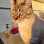 animal, blue_eyes, cat, close_up, curious, domestic_animal, feline, fur, indoor, kitchen, looking_away, pet, pink_cloth, portrait, side_view, sink, soap_dispenser, sunlight, warm_light, whiskers