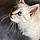 Tiboo