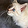 Tiboo