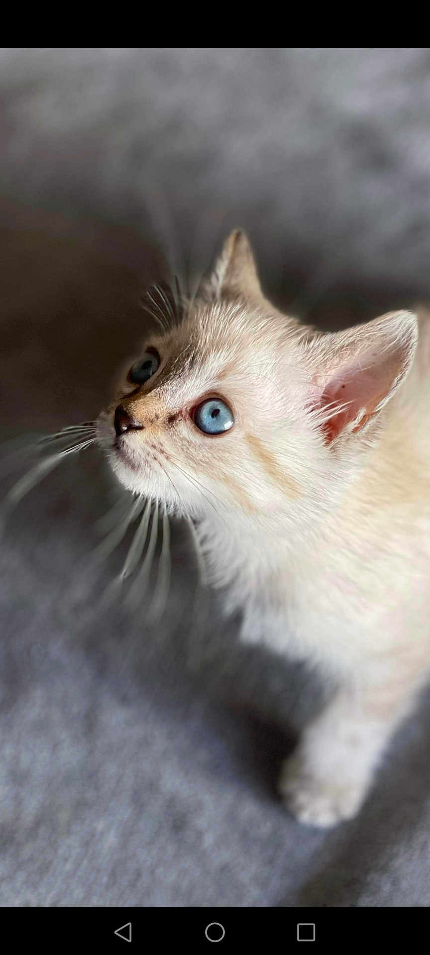 Tiboo