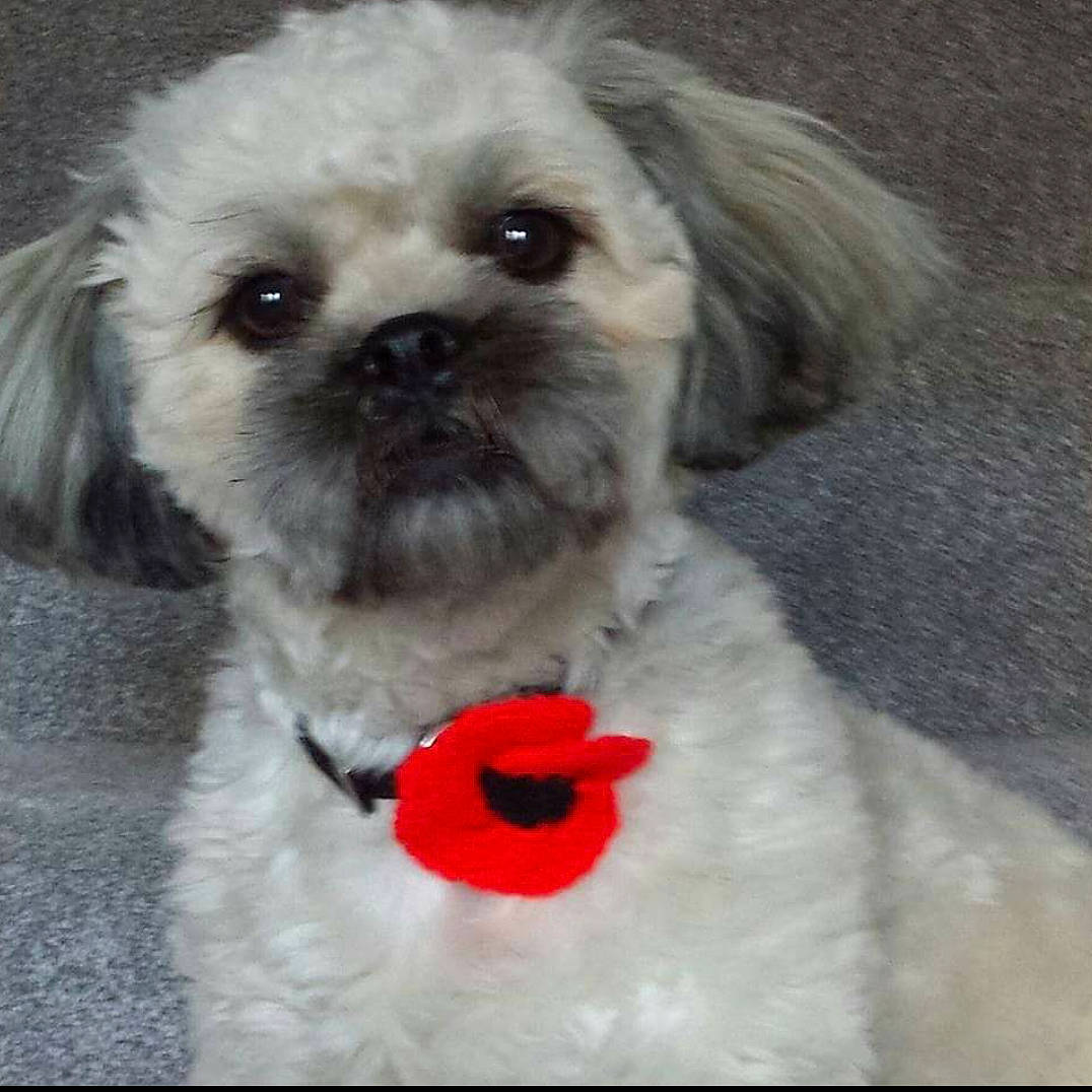 Ted joined the competition — help win amazing prizes! bow_tie, canidae, carnivore, collar, companion_dog, dog, dog_breed, dog_collar, dog_supply, fawn, fur, liver, maltepoo, pet_supply, plant, shih_tzu, snout, sporting_group, toy_dog, working_animal