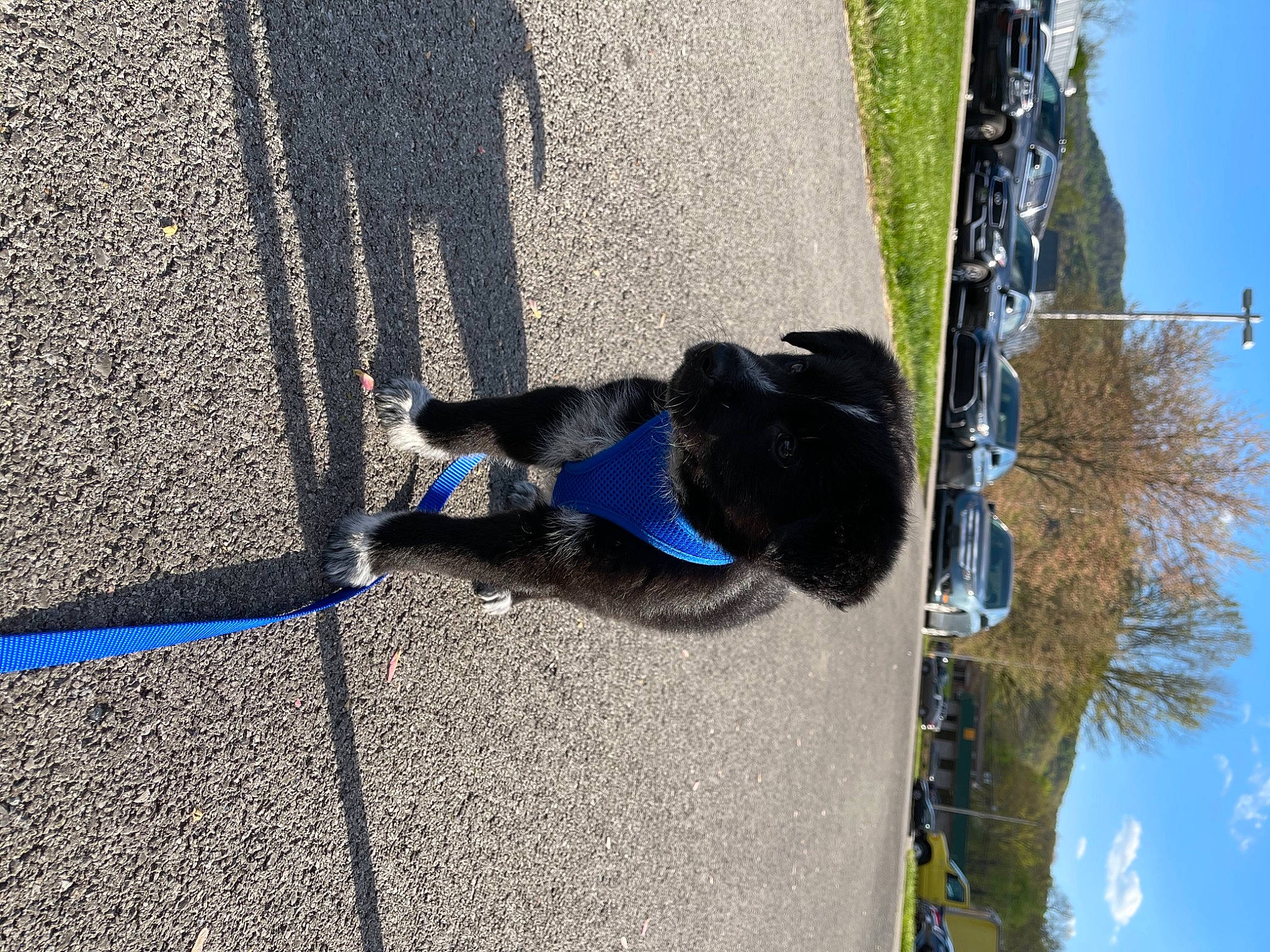 Tuxedo joined the competition — help win amazing prizes! asphalt, azure, blue, carnivore, cloud, dog_breed, electric_blue, grass, human_leg, leaf, leash, road_surface, sidewalk, sky, street_light, tail, tar, tints_and_shades, tree, wall