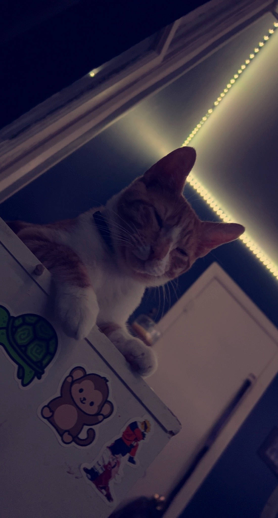 Graham joined the competition — help win amazing prizes! carnivore, cat, ceiling, darkness, domestic_short_haired_cat, felidae, fur, lens_flare, paw, room, sky, small_to_medium_sized_cats, snout, square, tail, visual_arts, whiskers, window, wood