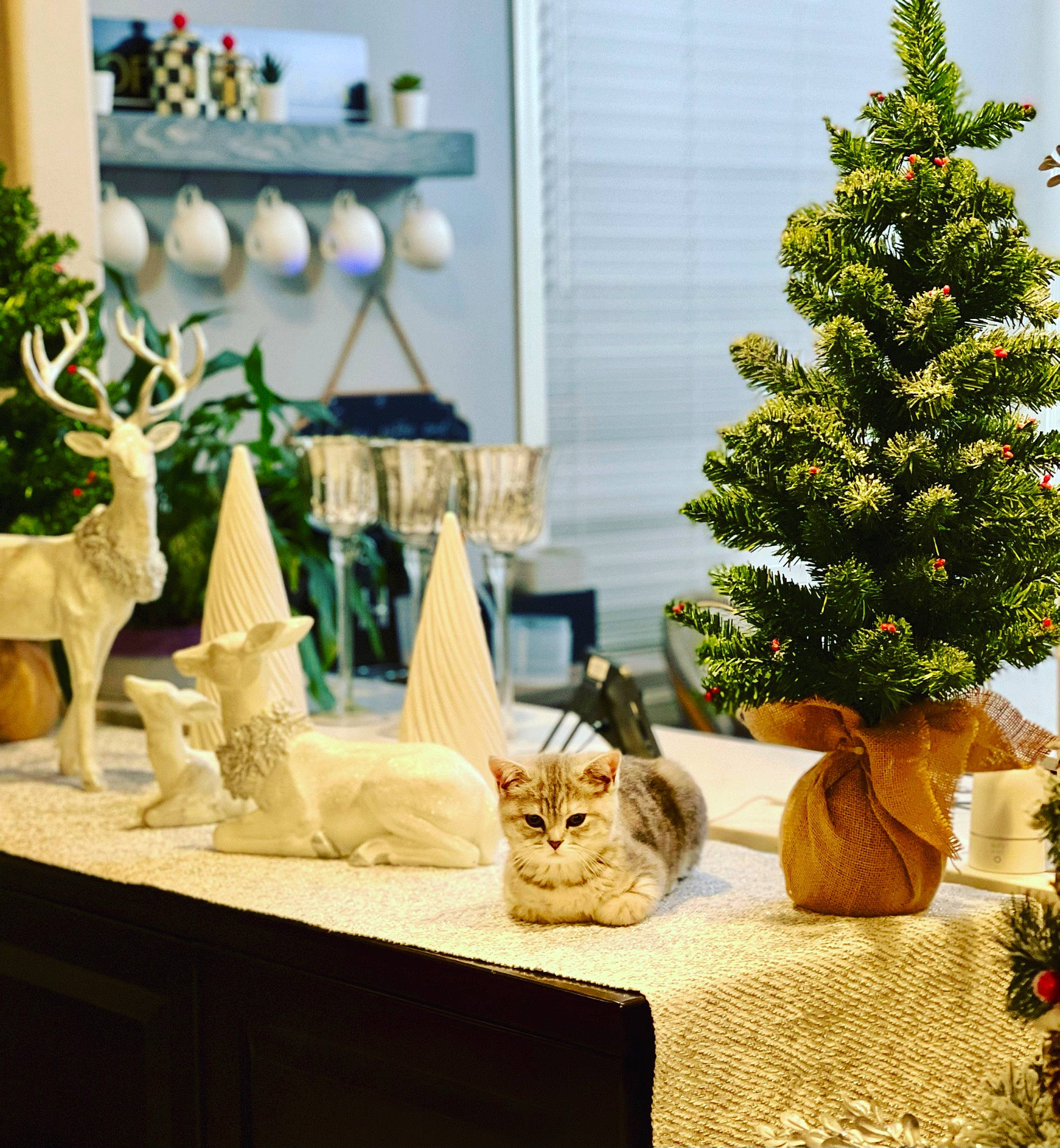 Emma joined the competition — help win amazing prizes! cat, christmas_ornament, christmas_tree, decoration, evergreen, fawn, felidae, grass, green, larch, mammal, ornament, plant, table, toy, tree, twig, vertebrate, window, wood
