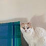 alert, blue_eyes, cat, couch, cozy, cream_cat, cute, domestic_animal, feline, fluffy, furniture, home, indoor, pet, pillow, shadow, sitting, striped_pillow, wall, white_cat