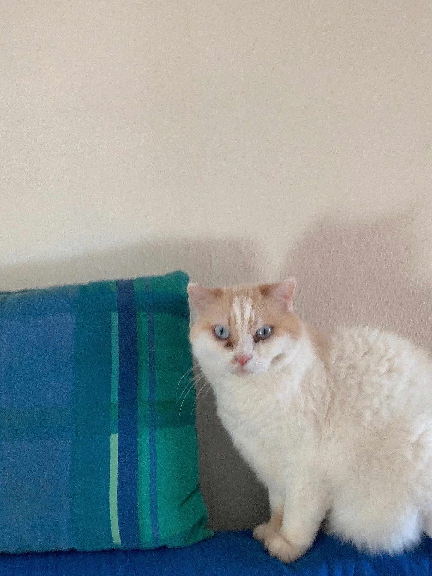 Lily participe au concours pour gagner de l'argent avec cette photo : cat, blue_eyes, fluffy, couch, pillow, striped_pillow, indoor, pet, feline, white_cat, cream_cat, sitting, furniture, home, shadow, wall, domestic_animal, cute, alert, cozy