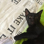 Luna participe au concours pour gagner de l'argent avec cette photo : black_cat, kitten, pet, animal, feline, fur, whiskers, ear, eye, paw, towel, bed, fabric, text, indoor, curious, resting, close_up, cute, young