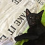 animal, bed, black_cat, close_up, curious, cute, ear, eye, fabric, feline, fur, indoor, kitten, paw, pet, resting, text, towel, whiskers, young