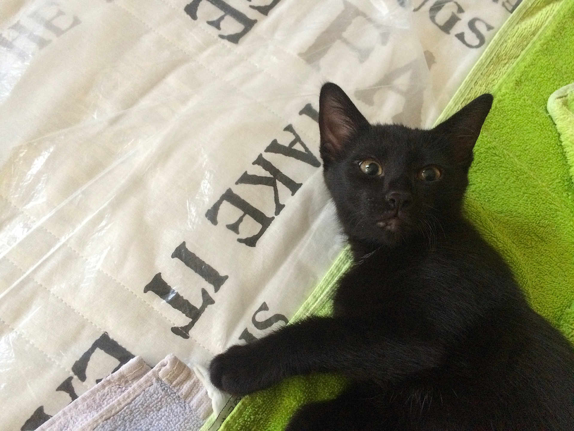 Luna participe au concours pour gagner de l'argent avec cette photo : black_cat, kitten, pet, animal, feline, fur, whiskers, ear, eye, paw, towel, bed, fabric, text, indoor, curious, resting, close_up, cute, young
