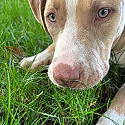 Tara a rejoint le concours — aidez-le/la à gagner de superbes lots ! dog, close_up, grass, outdoor, pet, animal, snout, nose, paw, green, nature, curious, canine, fur, laying_down, ears, eyes, muzzle, young_dog, daylight
