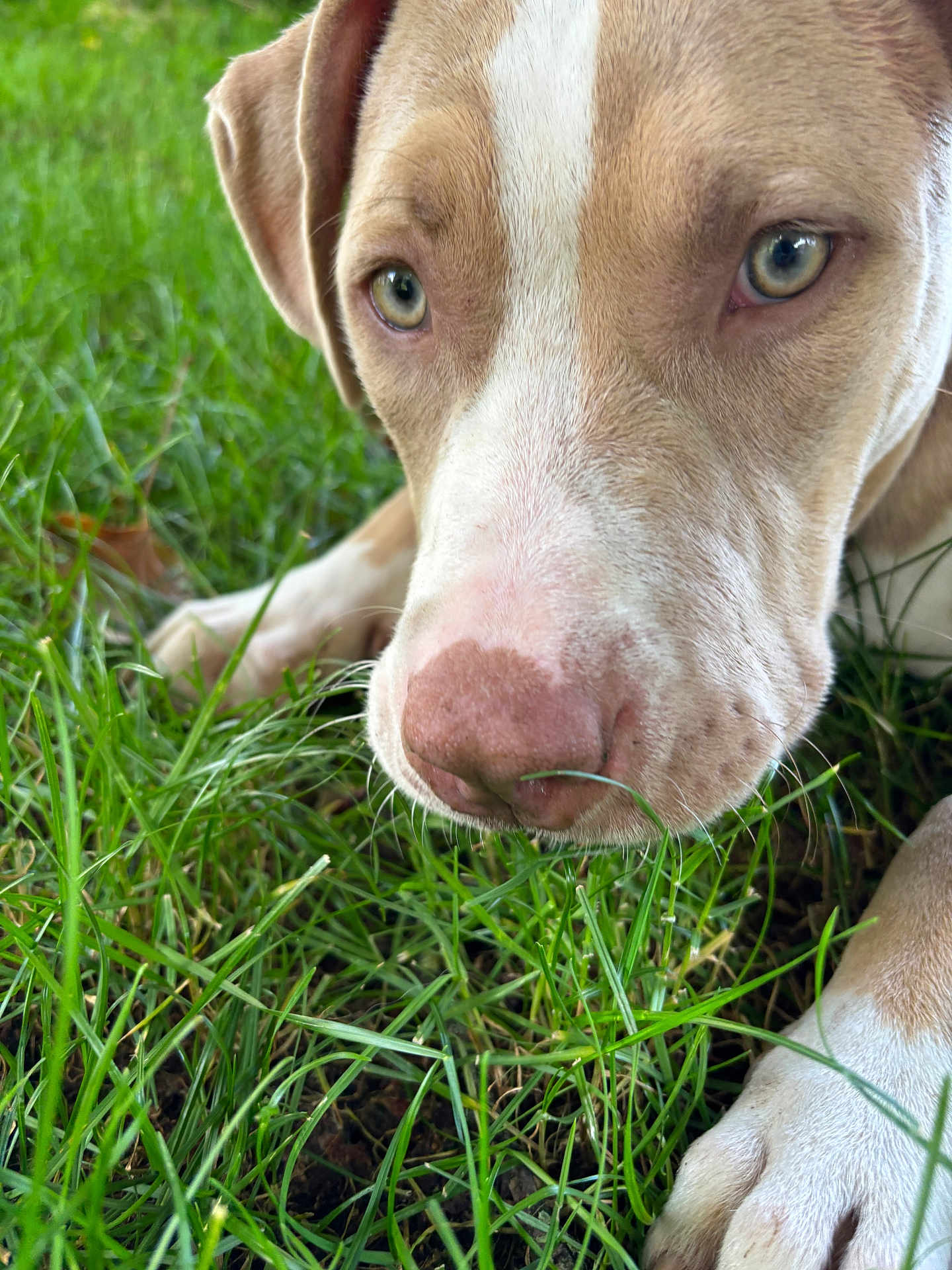 Tara a rejoint le concours — aidez-le/la à gagner de superbes lots ! dog, close_up, grass, outdoor, pet, animal, snout, nose, paw, green, nature, curious, canine, fur, laying_down, ears, eyes, muzzle, young_dog, daylight