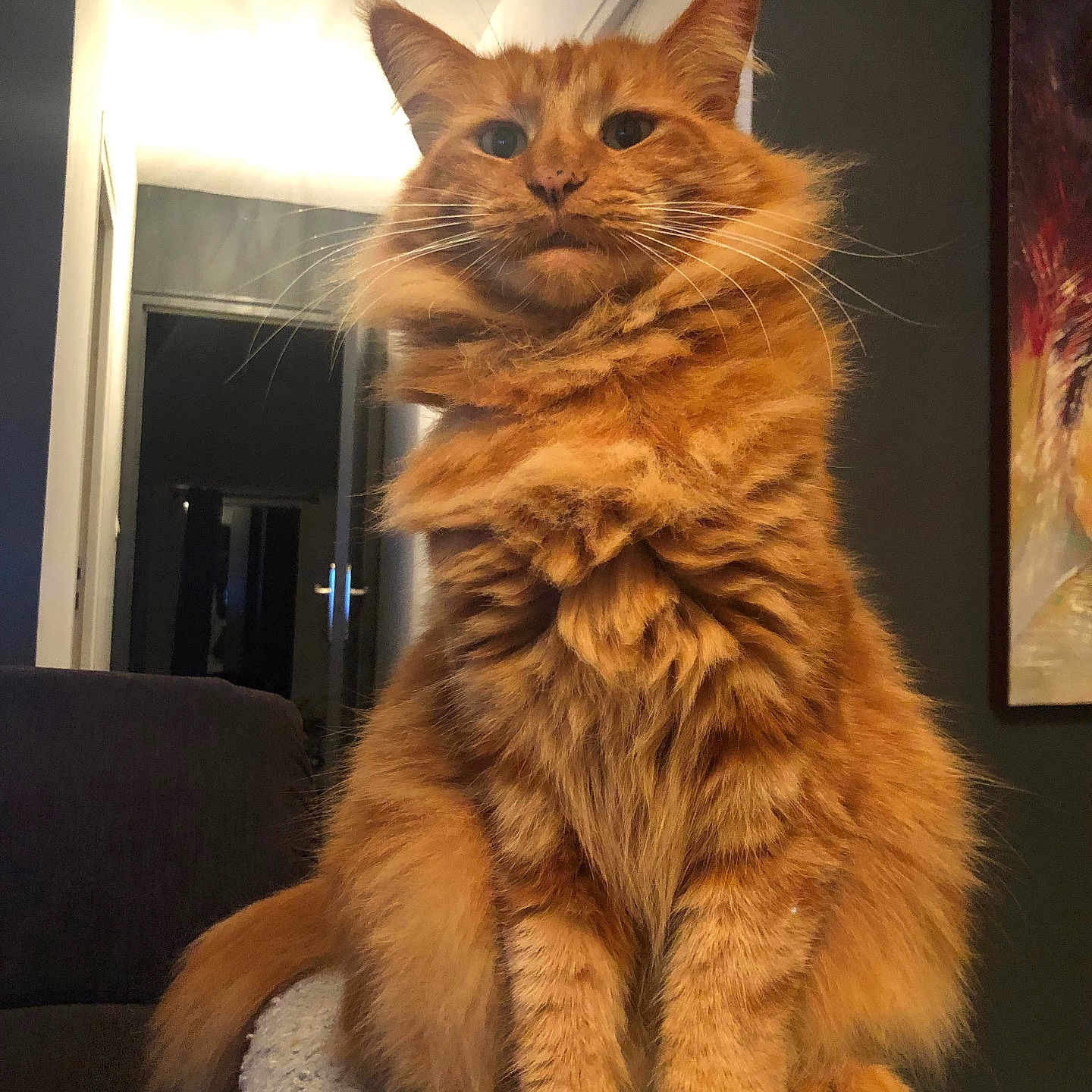 Soja a rejoint le concours — aidez-le/la à gagner de superbes lots ! animal, architecture, building, cat, couch, face, furniture, hardwood, head, indoors, interiordesign, kitten, lighting, livingroom, manx, person, pet, photography, room, wood