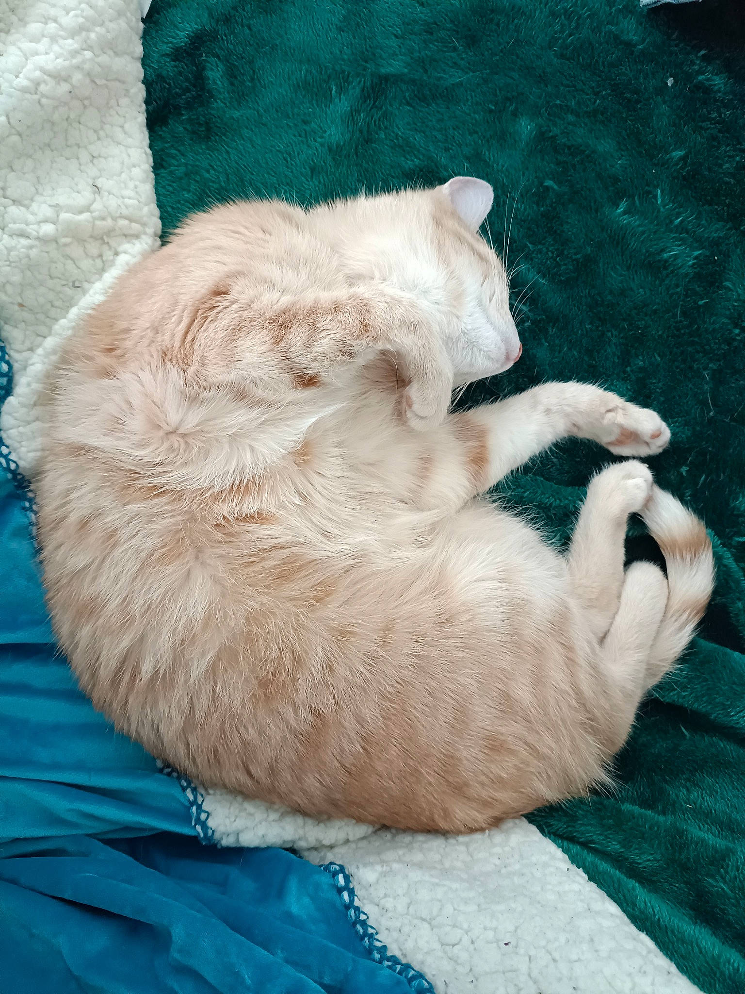 Snow participe au concours pour gagner de l'argent avec cette photo : blue, canidae, carnivore, cat, cat_supply, claw, comfort, electric_blue, fawn, felidae, fur, linens, paw, small_to_medium_sized_cats, snout, sporting_group, tail, textile, whiskers, wool