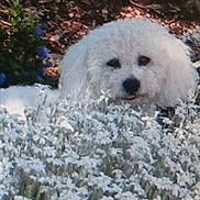 Bibi a rejoint le concours — aidez-le/la à gagner de superbes lots ! dog, white_dog, flowers, plants, garden, outdoor, nature, bushes, foliage, pet, animal, cute, fluffy, face, canine, summer, greenery, eyes, tongue, curious