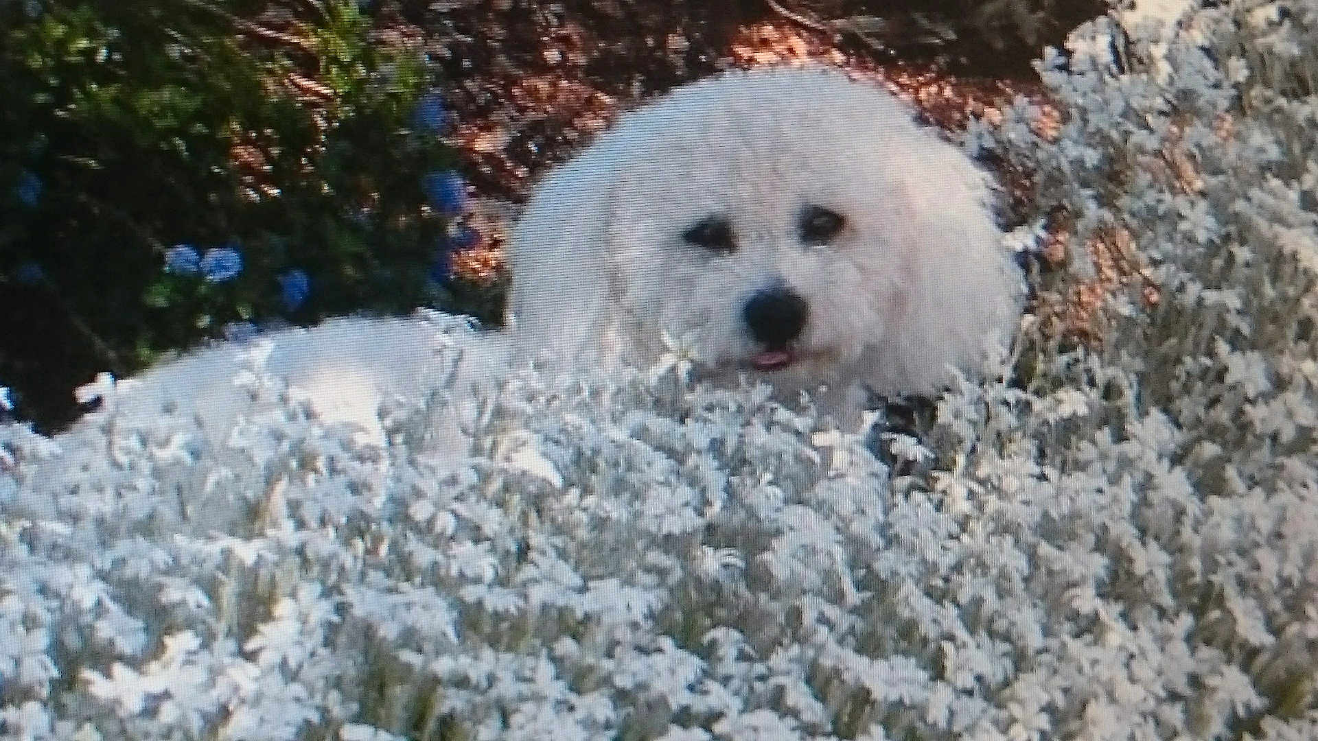 Bibi a rejoint le concours — aidez-le/la à gagner de superbes lots ! dog, white_dog, flowers, plants, garden, outdoor, nature, bushes, foliage, pet, animal, cute, fluffy, face, canine, summer, greenery, eyes, tongue, curious