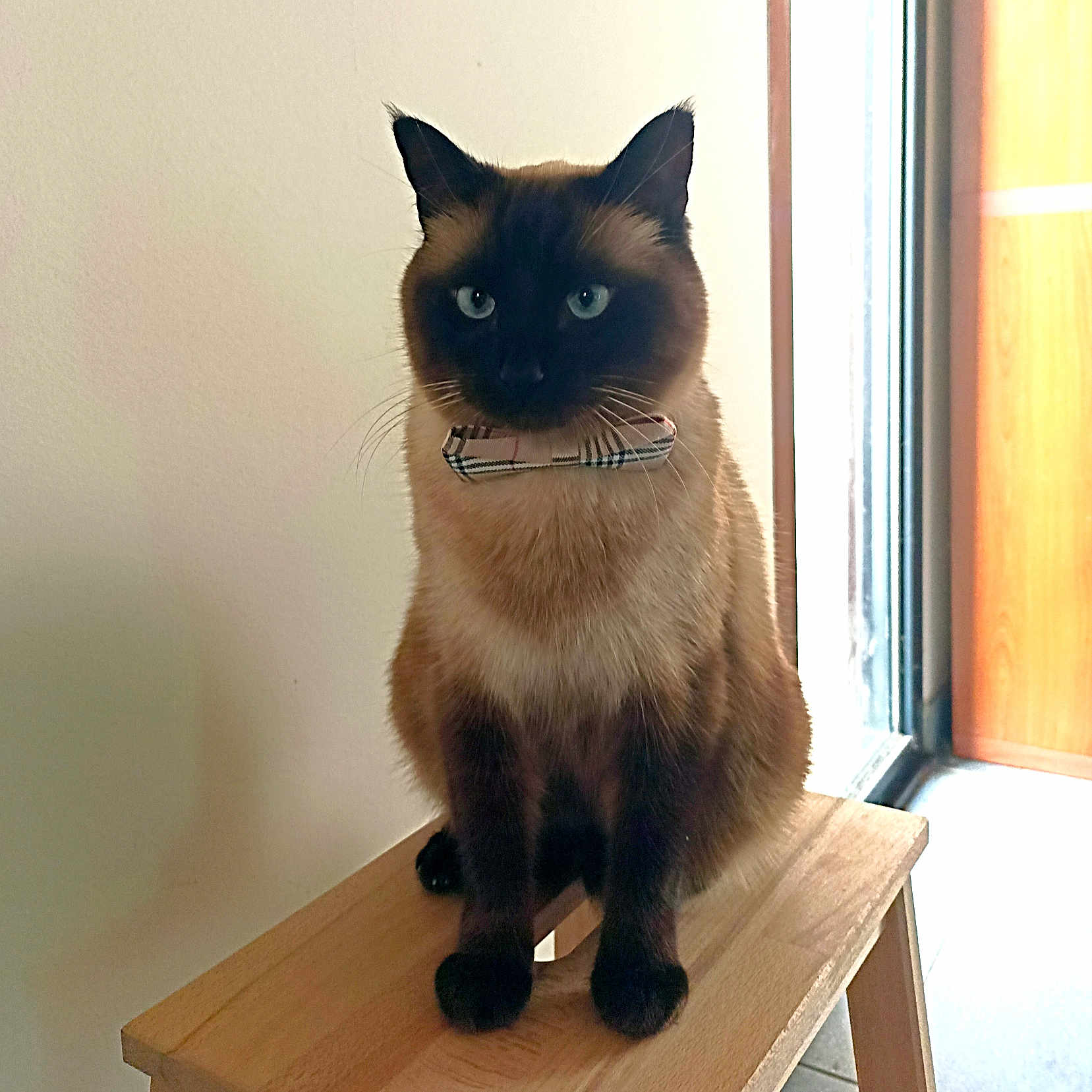Moka participe au concours pour gagner de l'argent avec cette photo : animal, barstool, blackcat, cat, desk, furniture, hardwood, manx, pet, plywood, siamese, table, wood