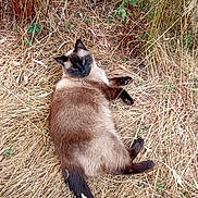Moka participe au concours pour gagner de l'argent avec cette photo : animal, black, brown, camouflage, cat, dry_grass, feline, grass, greenery, hidden, lying_down, nature, outdoor, pets, plants, quiet, relaxing, siamese_cat, tabby_cat, wildlife