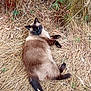 animal, black, brown, camouflage, cat, dry_grass, feline, grass, greenery, hidden, lying_down, nature, outdoor, pets, plants, quiet, relaxing, siamese_cat, tabby_cat, wildlife