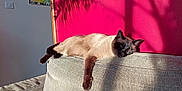Moka a rejoint le concours — aidez-le/la à gagner de superbes lots ! animal, architecture, armchair, building, cat, chair, couch, furniture, homedecor, indoors, livingroom, manx, pet, room, siamese
