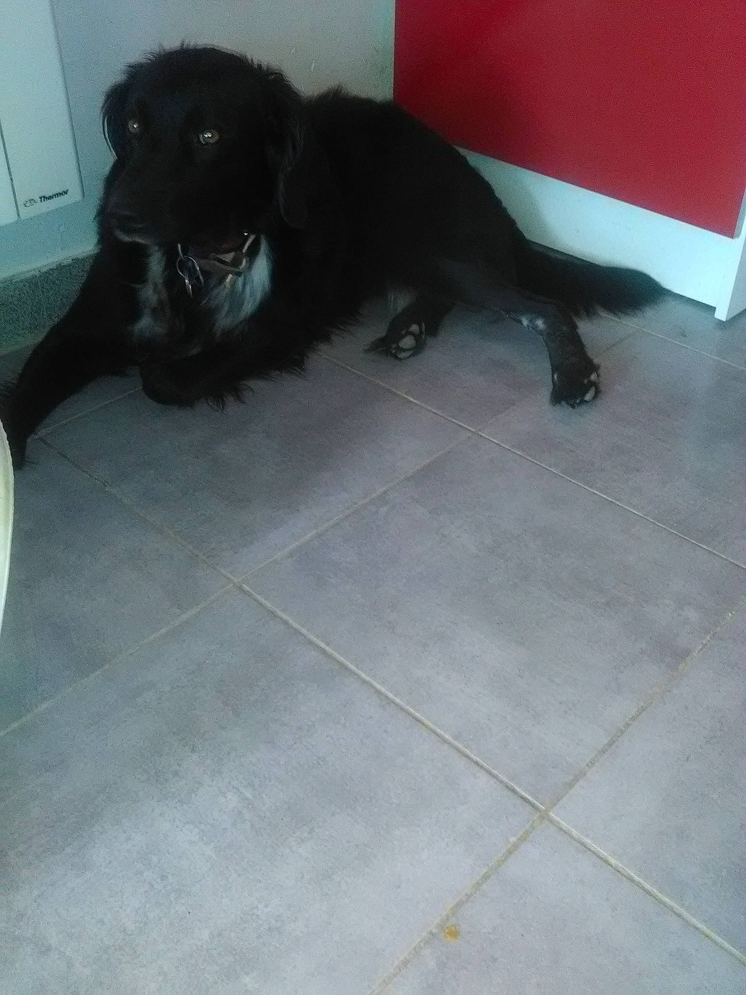 Fidji participe au concours pour gagner de l'argent avec cette photo : black, canidae, carnivore, collar, companion_dog, dog, dog_breed, dog_collar, flagstone, floor, flooring, fur, snout, sporting_group, tail, tile, tile_flooring, working_animal