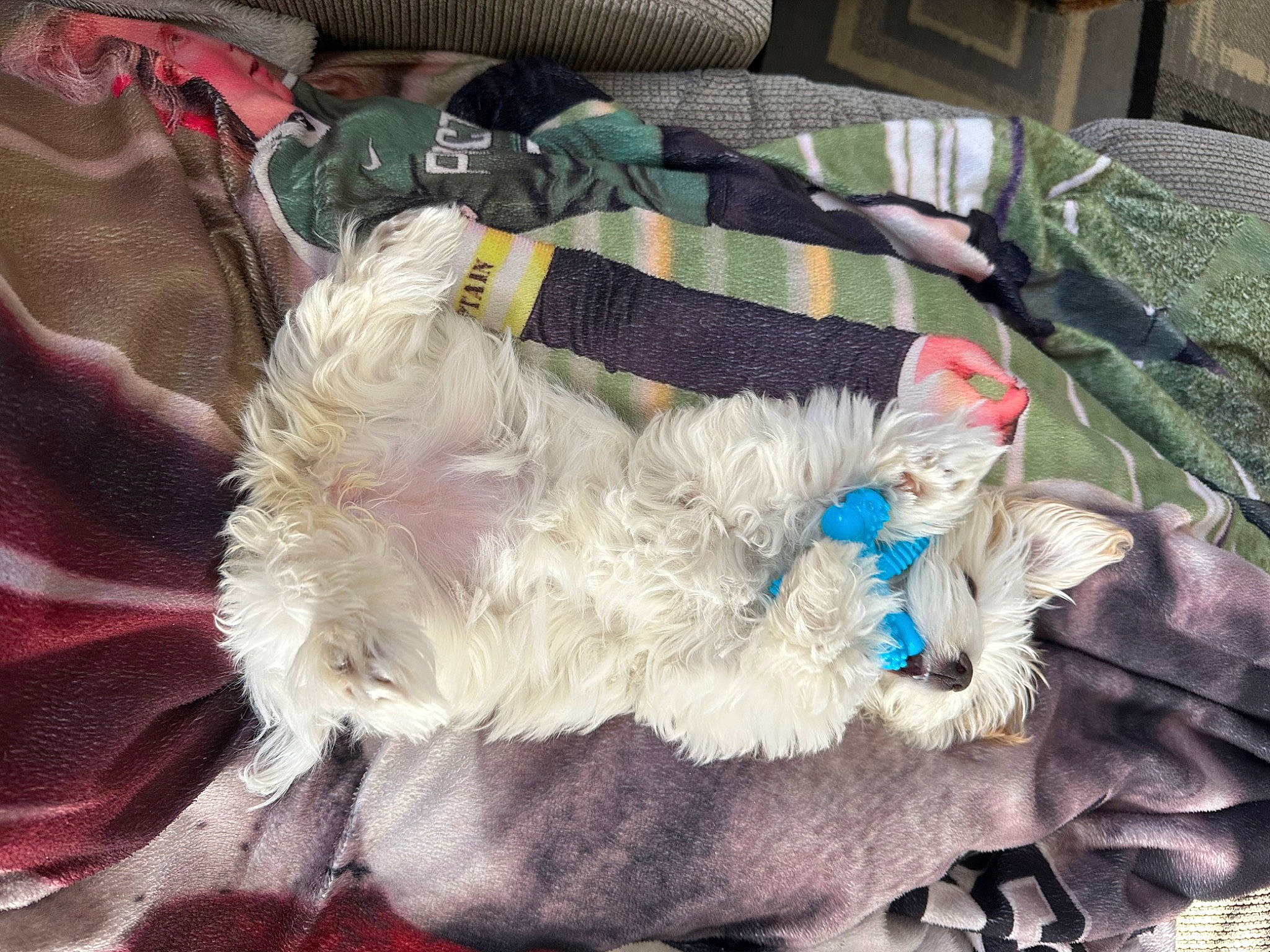 Khloe joined the competition — help win amazing prizes! bag, carnivore, comfort, companion_dog, dog_breed, dog_supply, electric_blue, fashion_accessory, fawn, fiber, fur, natural_material, pattern, sporting_group, stuffed_toy, tail, toy