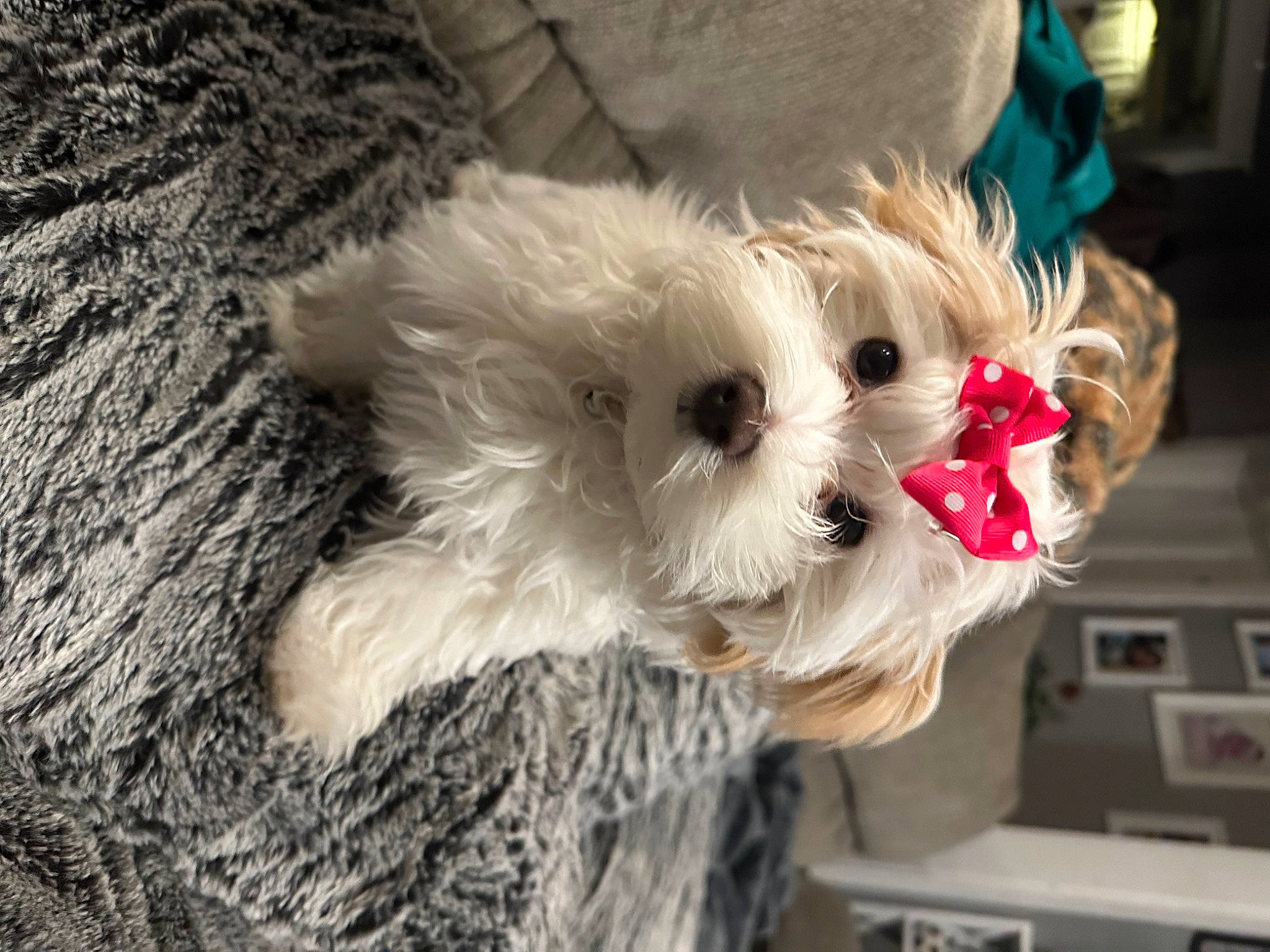 Khloe joined the competition — help win amazing prizes! bow_tie, canidae, carnivore, collar, companion_dog, dog, dog_breed, dog_clothes, dog_supply, fawn, fur, small_terrier, snout, sporting_group, stuffed_toy, terrier, toy, toy_dog, working_animal, yorkshire_terrier