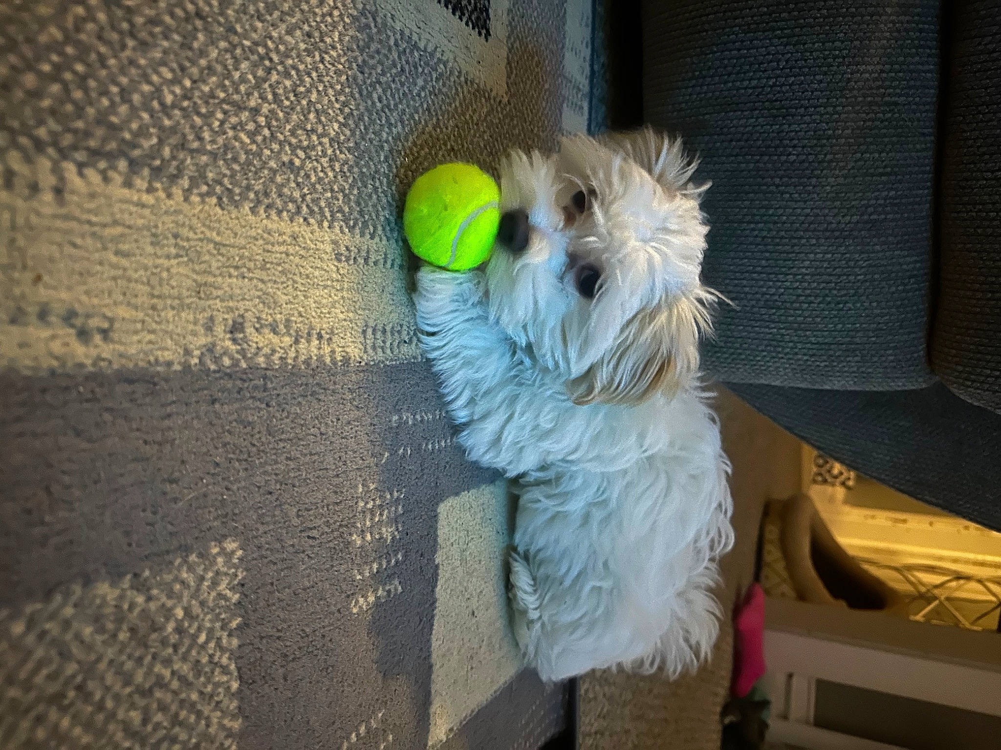 Khloe joined the competition — help win amazing prizes! bichon, canidae, carnivore, cockapoo, companion_dog, dog, dog_breed, dog_clothes, dog_supply, flooring, fur, maltepoo, non_sporting_group, small_terrier, sporting_group, tail, terrier, toy_dog