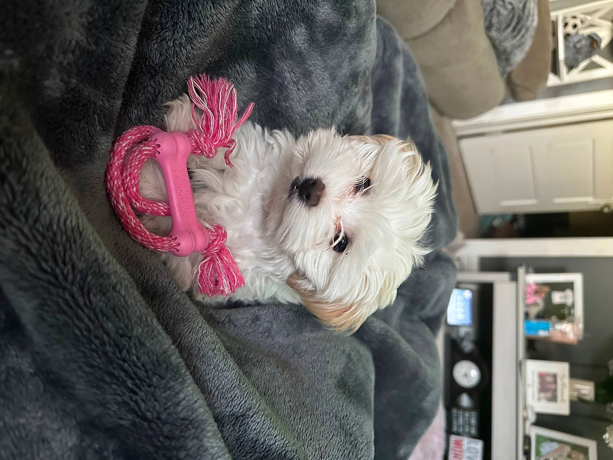 Khloe is registered to the contest to win money with this photo: canidae, carnivore, companion_dog, dog, dog_breed, dog_clothes, dog_supply, fashion_accessory, fawn, fur, machine, pattern, puppy_love, shih_poo, sleeve, small_terrier, sporting_group, terrier, tie, toy_dog