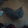 Belatrix is registered to the contest to win money with this photo: animal, blurry, cat, companion, cozy, curious, cute, dim_light, domestic_cat, feet, feline, floor, fluffy, gray_cat, home, indoor, looking_up, pet, socks, wooden_floor