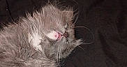 Belatrix is registered to the contest to win money with this photo: adorable, animal, closeup, cozy, cute, feline, fur, gray_fur, indoor, kitten, paw, pet, pink_tongue, relaxed, resting, sleeping, soft, tiny, whiskers, white_fur