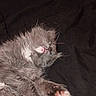 adorable, animal, closeup, cozy, cute, feline, fur, gray_fur, indoor, kitten, paw, pet, pink_tongue, relaxed, resting, sleeping, soft, tiny, whiskers, white_fur