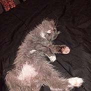 Belatrix joined the competition — help win amazing prizes! animal, bed, black_bedspread, blanket, cat, cozy, cute, fur, furry, indoor, kitten, pajama_pants, paw, pet, pink_paw_pads, relaxed, resting, sleeping, small, whiskers