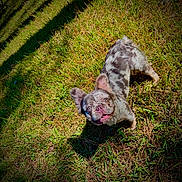 Banx is registered to the contest to win money with this photo: dog, grass, outdoor, sunlight, shadow, playful, pet, animal, happy, ears, face, fur, nature, summer, green, spot, canine, looking_up, tongue, daylight