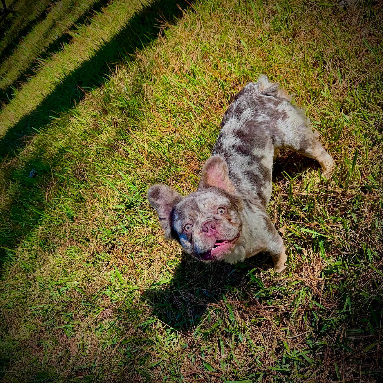 Banx is registered to the contest to win money with this photo: dog, grass, outdoor, sunlight, shadow, playful, pet, animal, happy, ears, face, fur, nature, summer, green, spot, canine, looking_up, tongue, daylight