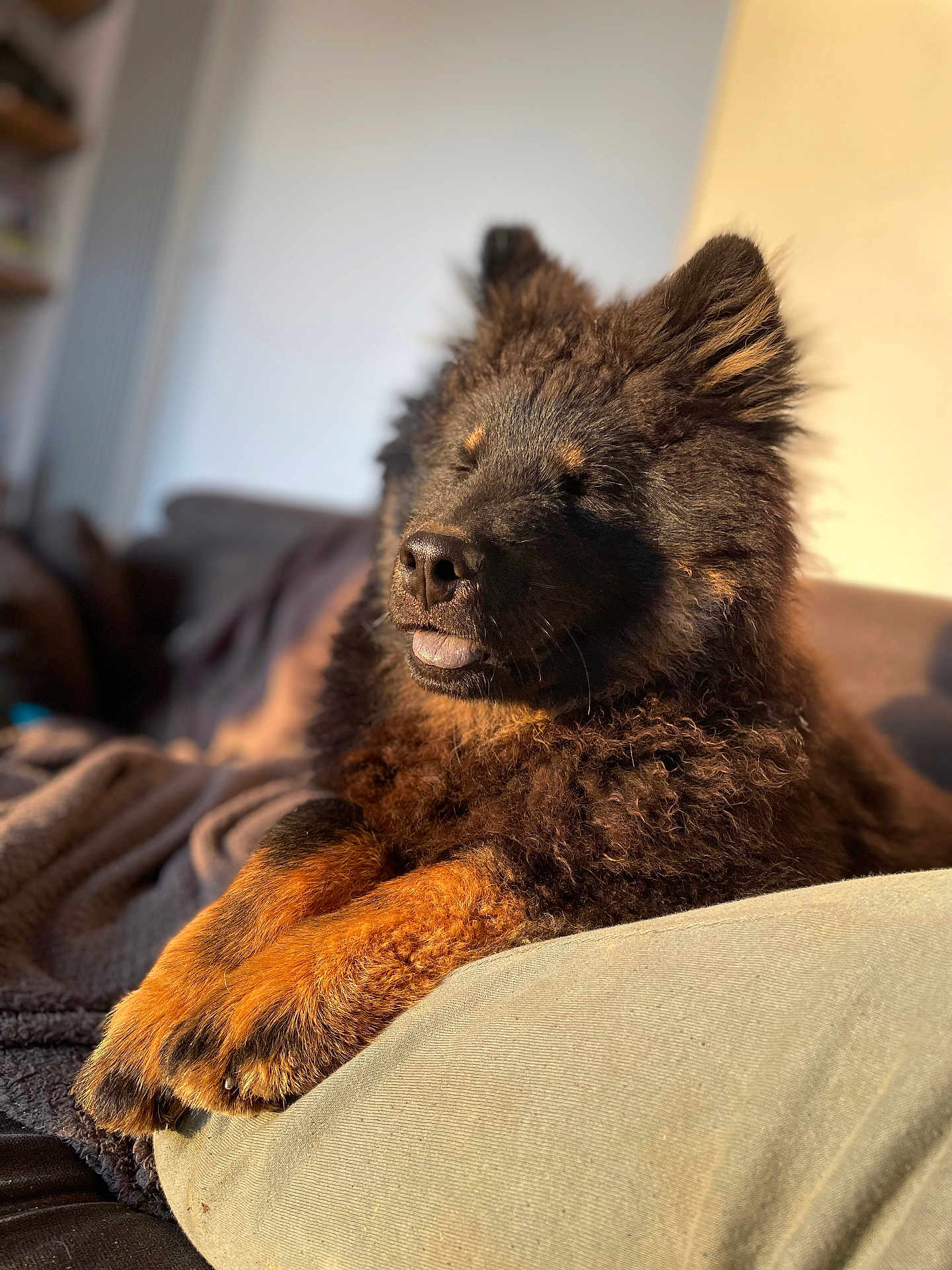 Venom participe au concours pour gagner de l'argent avec cette photo : dog, fluffy, brown_fur, black_fur, paws, sunlight, indoor, cushion, relaxed, pet, animal, close_up, resting, cozy, sleepy, portrait, soft_light, furry, companion, cute