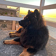 Venom participe au concours pour gagner de l'argent avec cette photo : animal, beach, calm, concrete, dog, evening, fence, fluffy, nature, outdoor, paws, peaceful, quiet, relaxed, scenic, sea, side_view, sky, sunlight, sunset