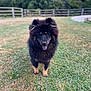 animal, black_dog, canine, cute, dog, fence, fluffy, friendly, fur, grass, greenery, happy, mammal, nature, outdoor, pet, portrait, standing, tongue_out, yard