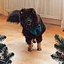 animal, black_dog, bow_tie, brown_dog, celebration, christmas_tree, curtains, cute, decorations, dog, festive, floor, fluffy, holiday, indoor, lights, ornaments, pet, radiator, standing