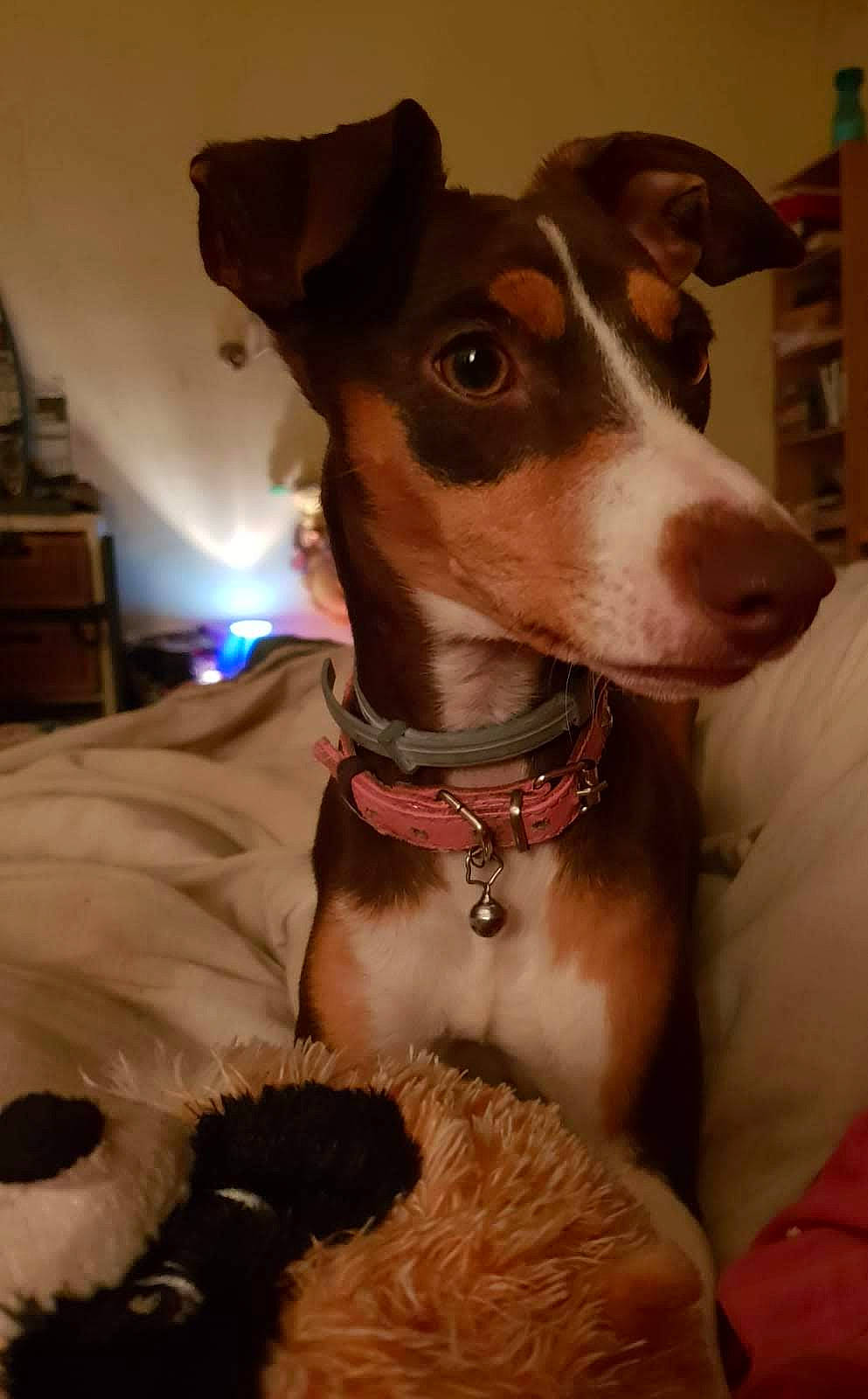 Oxya participe au concours pour gagner de l'argent avec cette photo : canidae, carnivore, companion_dog, dog, dog_breed, fawn, feist, fox_terrier, greyhound, hortaya_borzaya, ibizan_hound, italian_greyhound, lurcher, mammal, rare_breed_dog, rat_terrier, smooth_fox_terrier, snout, vertebrate, whiskers